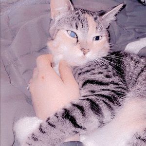 Meet your Posher, Destine